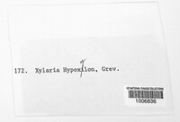 Xylaria hypoxylon image